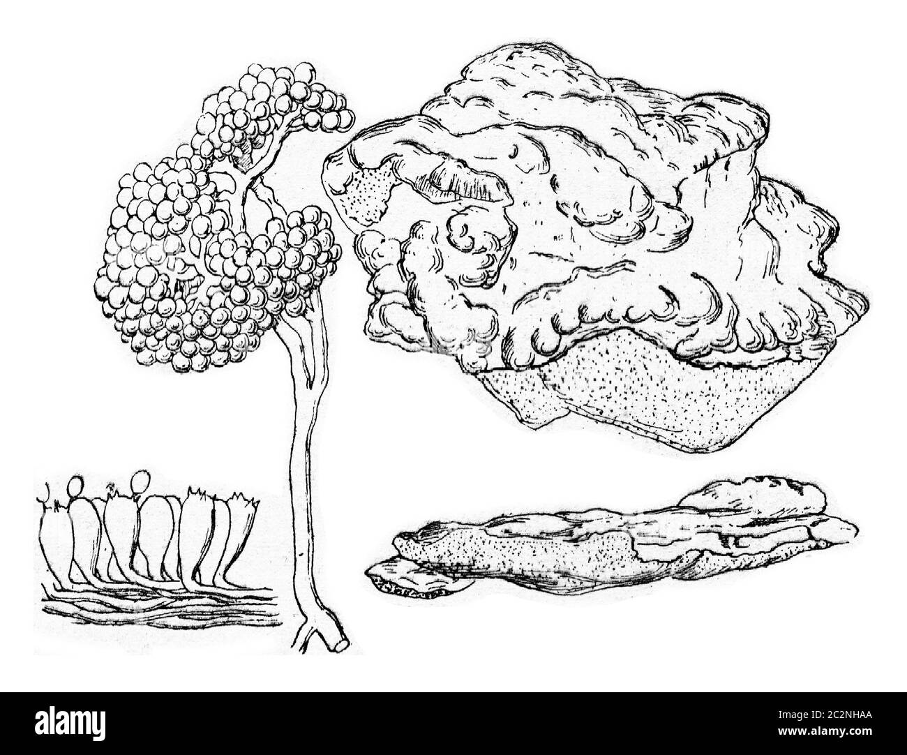 Polyporus sulphereus, vintage engraved illustration. Stock Photo