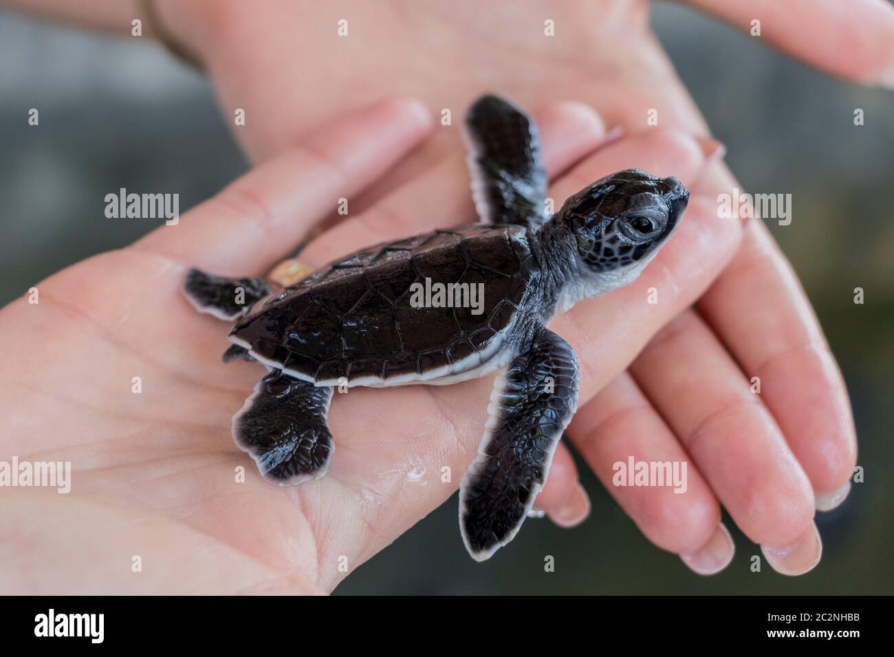 Cue black baby turtle on hands. Sri Lanka. Stock Photo