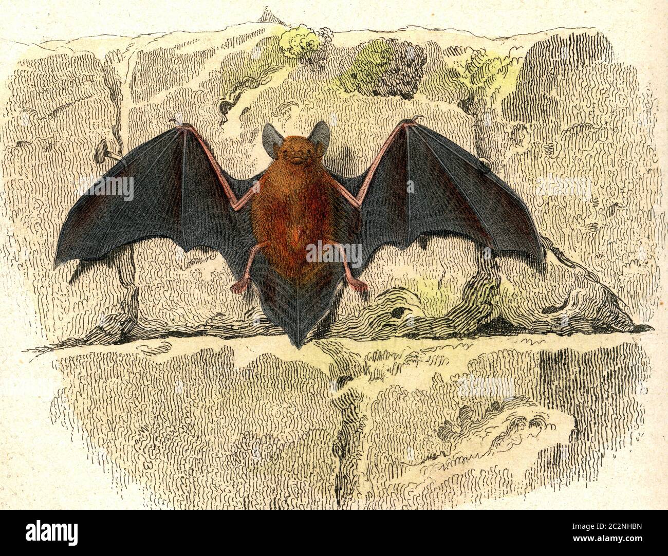 The bat, vintage engraved illustration. From Buffon Complete Work Stock