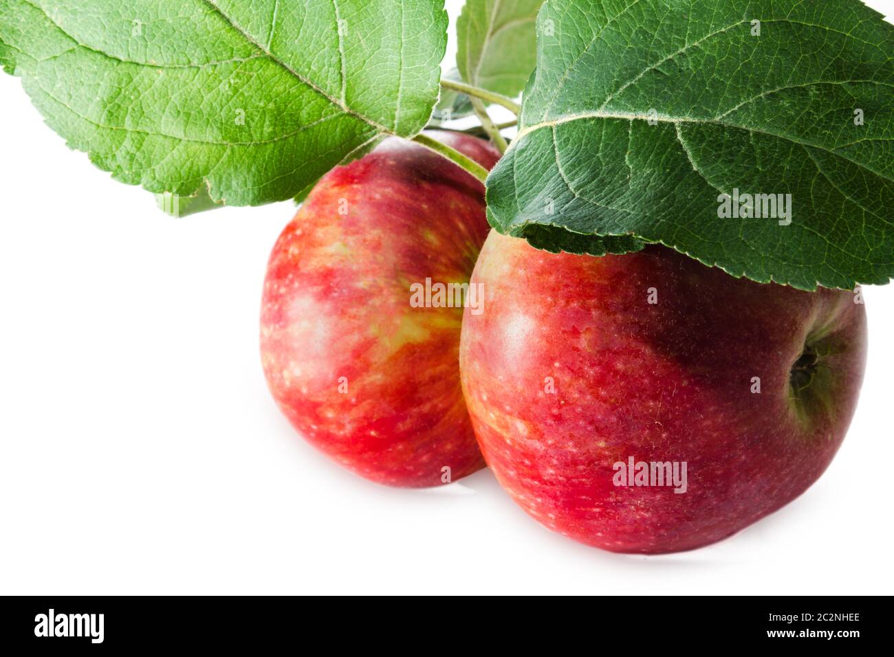 Two ripe apples Stock Photo - Alamy
