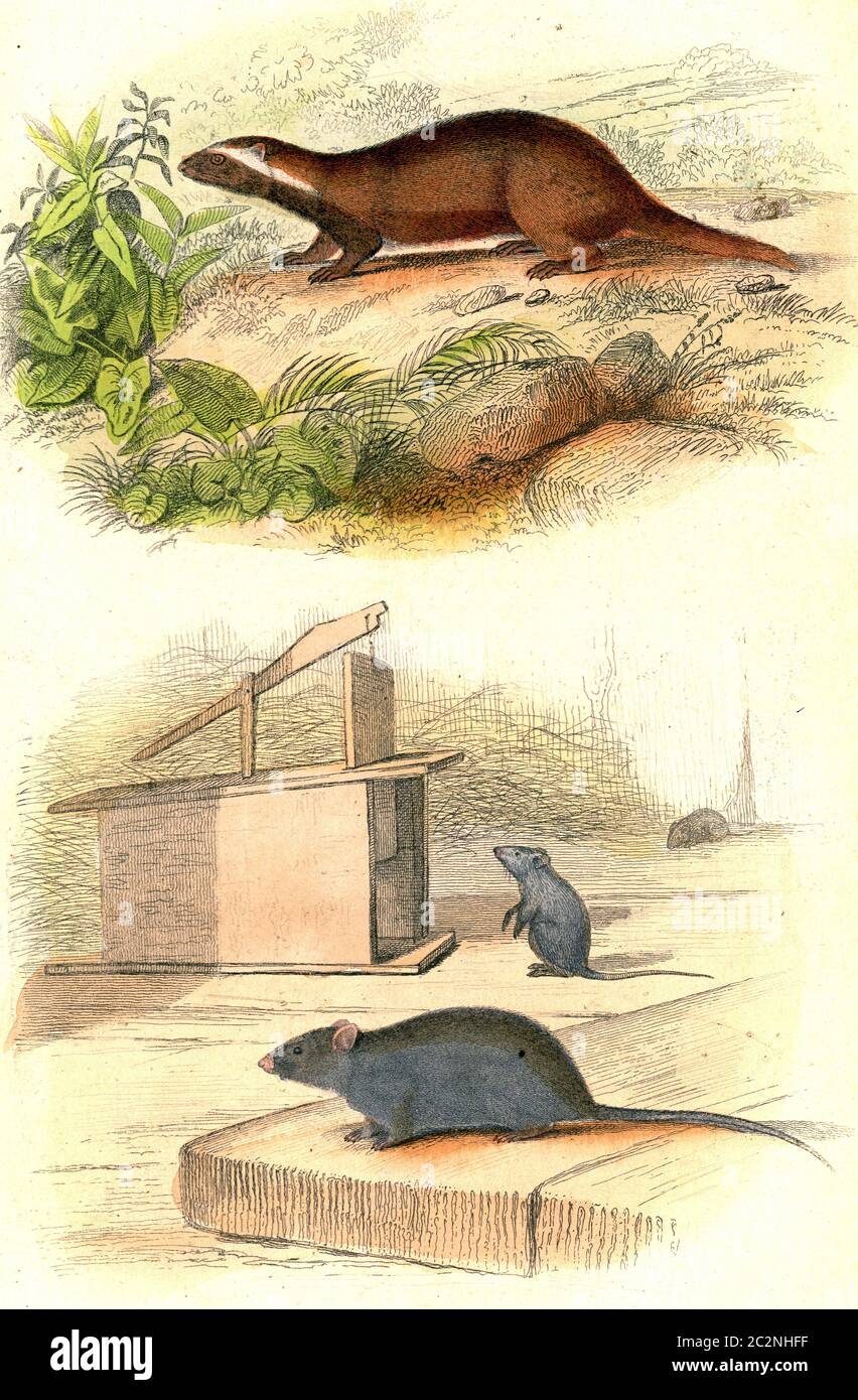 The Grison, The Mouse, vintage engraved illustration. From Buffon Complete Work. Stock Photo
