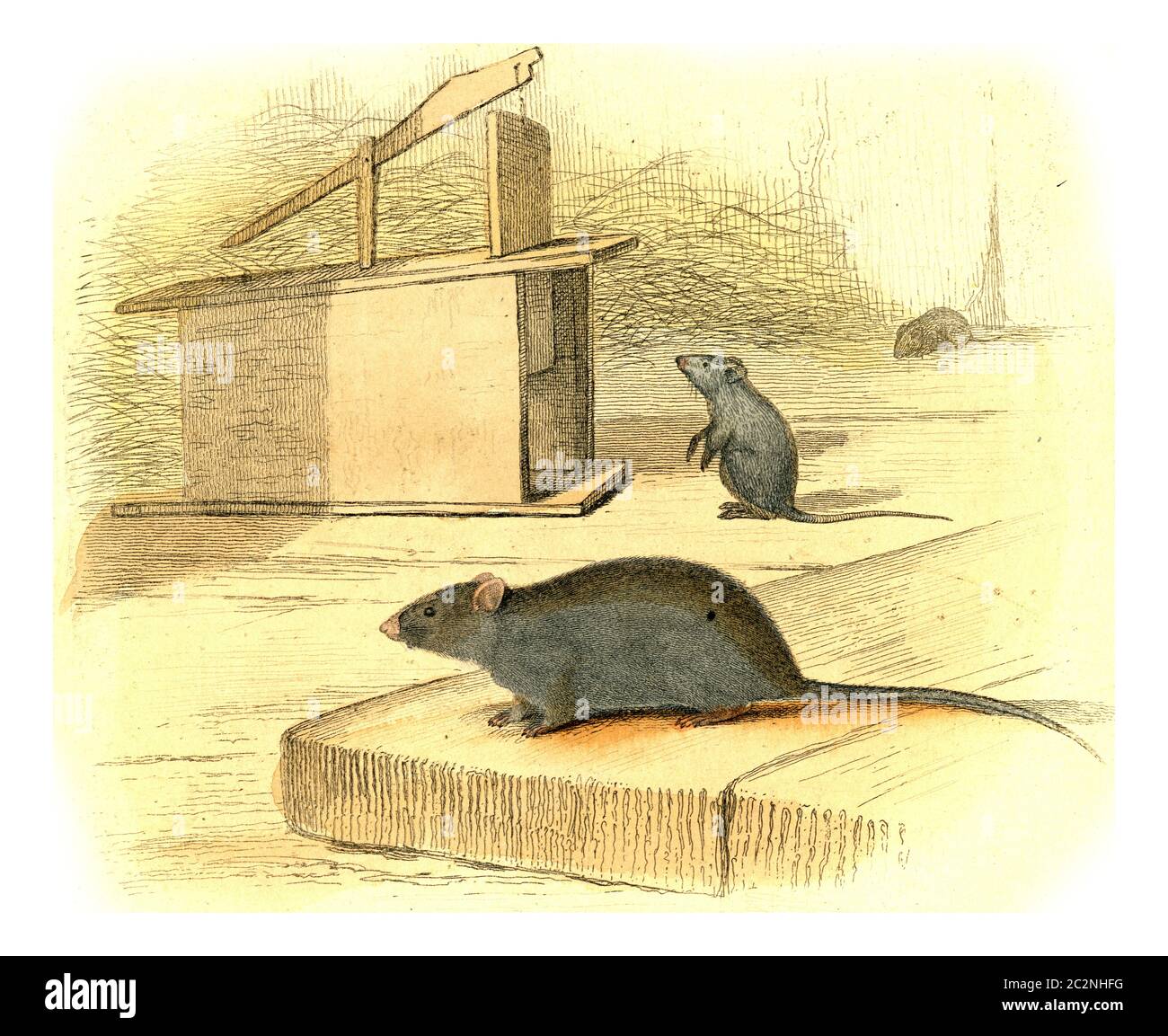 The Mouse, vintage engraved illustration. From Buffon Complete Work. Stock Photo