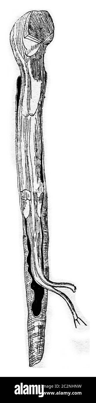 The ship worm (Teredo navalis), vintage engraved illustration. Stock Photo