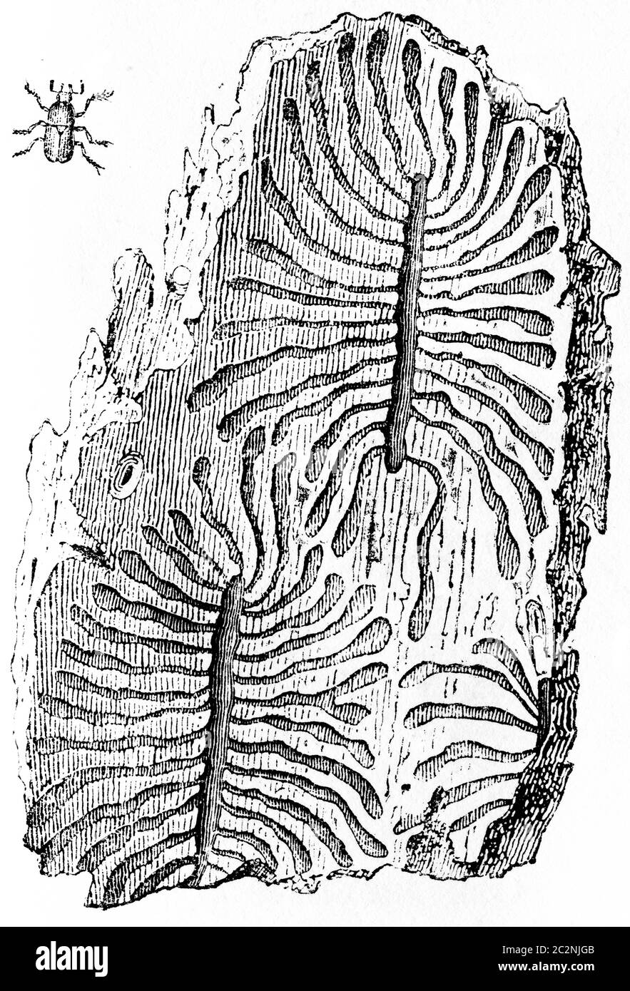 Galleries of bark beetles, vintage engraved illustration. Natural History of Animals, 1880. Stock Photo