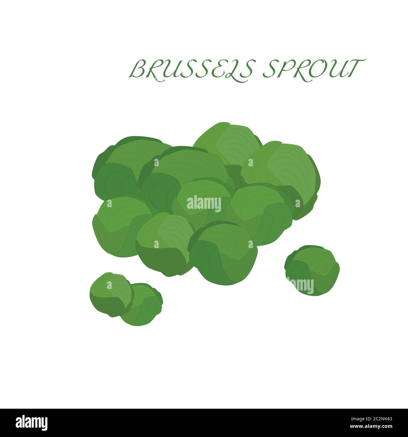 Brussels sprouts, vector object. Fresh fruit. Vitamins C. Stock Vector