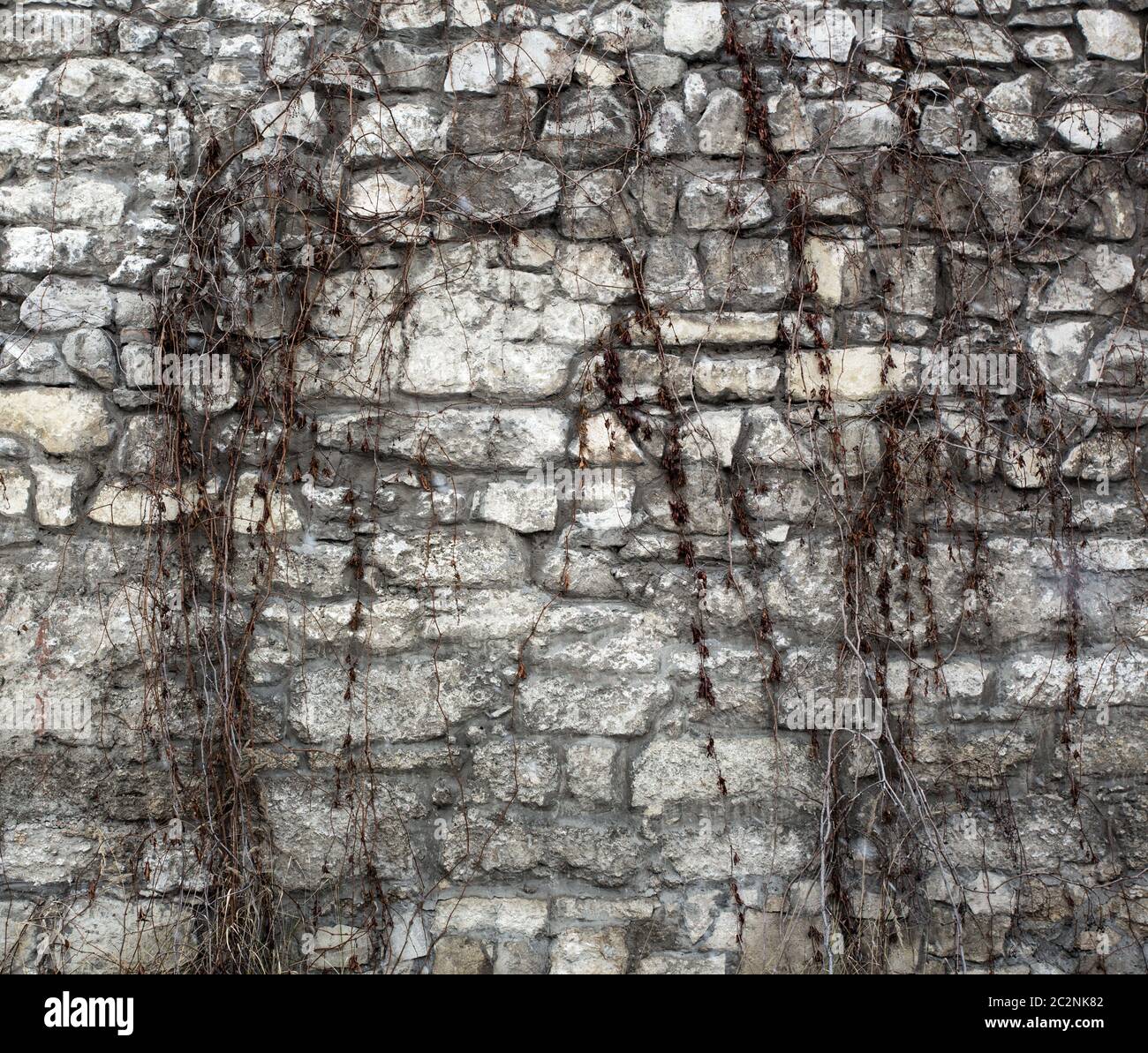 Dead ivy on old ancient wall Stock Photo