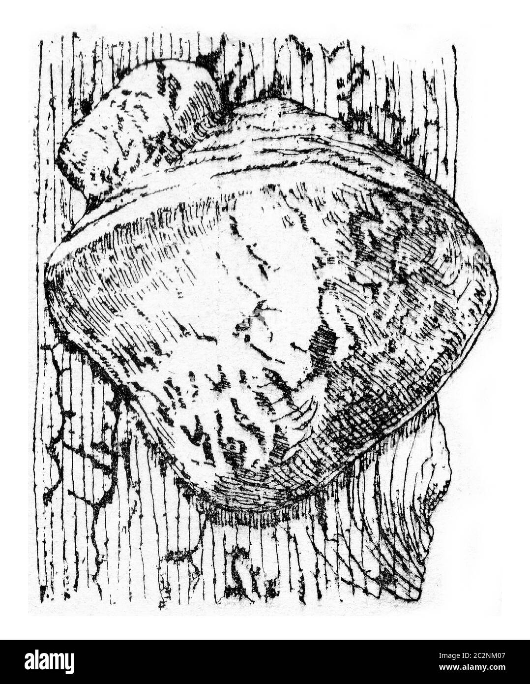 Unit of fruiting Polyporus hartigii, vintage engraved illustration. Stock Photo