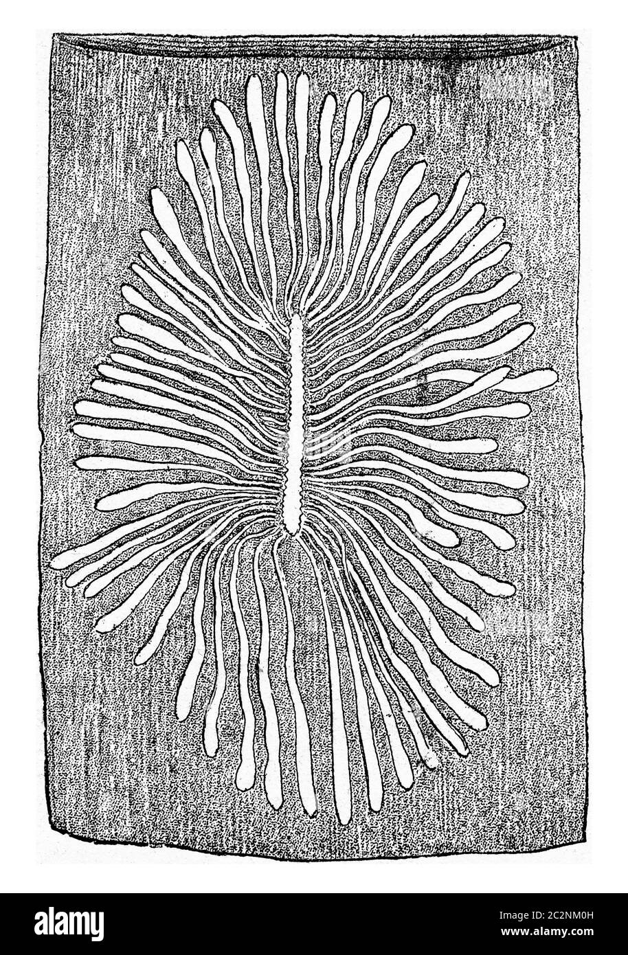 Scolytus multistriatus, egg gallery and larval galleries in the sapwood of elm, vintage engraved illustration. Stock Photo