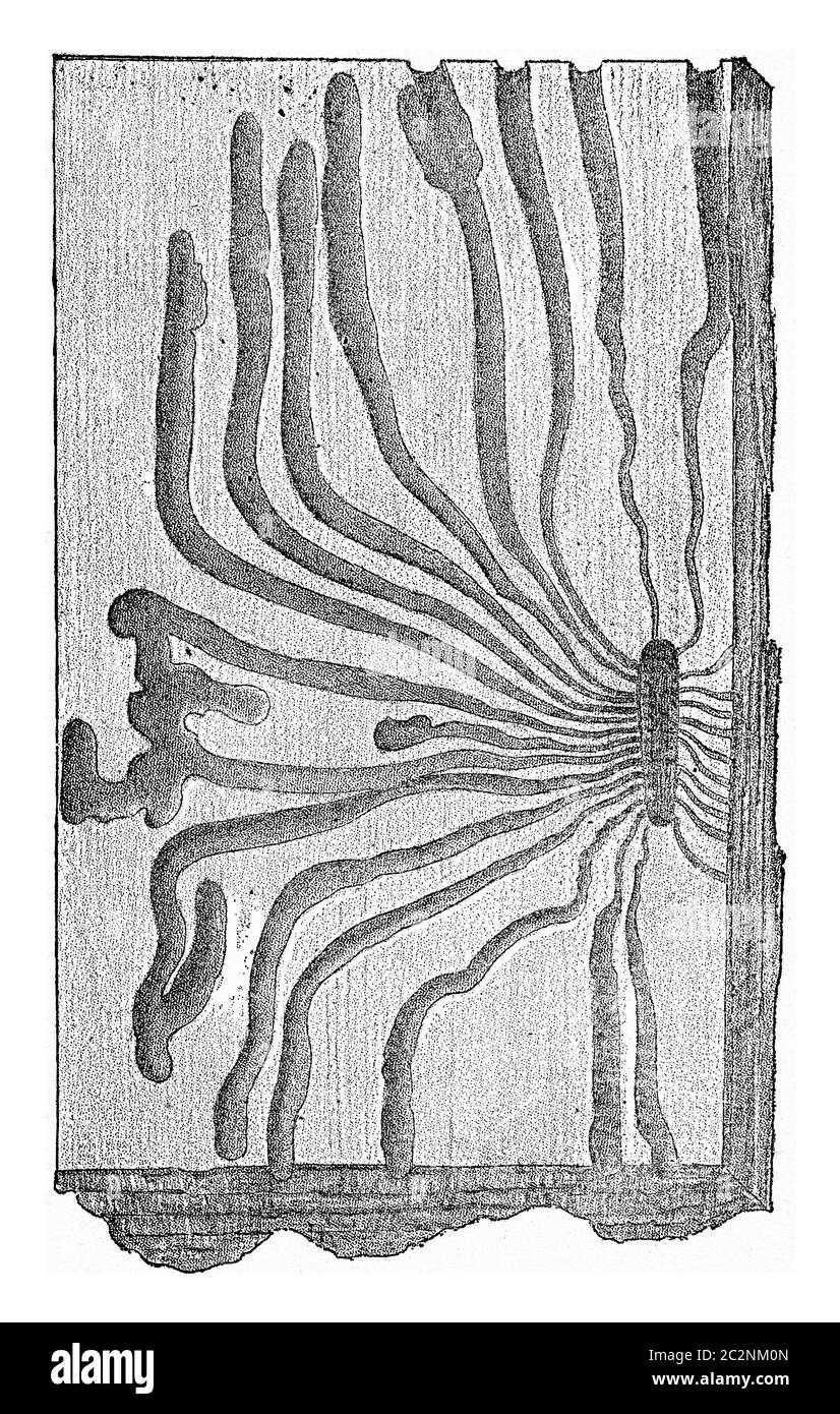 Scolytus geoffroyi, vintage engraved illustration. Stock Photo