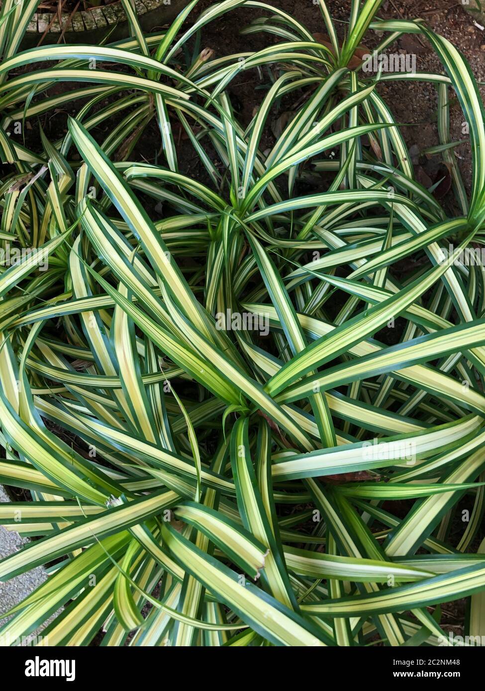 tropical plants in Southeast Asia in Thailand Stock Photo - Alamy