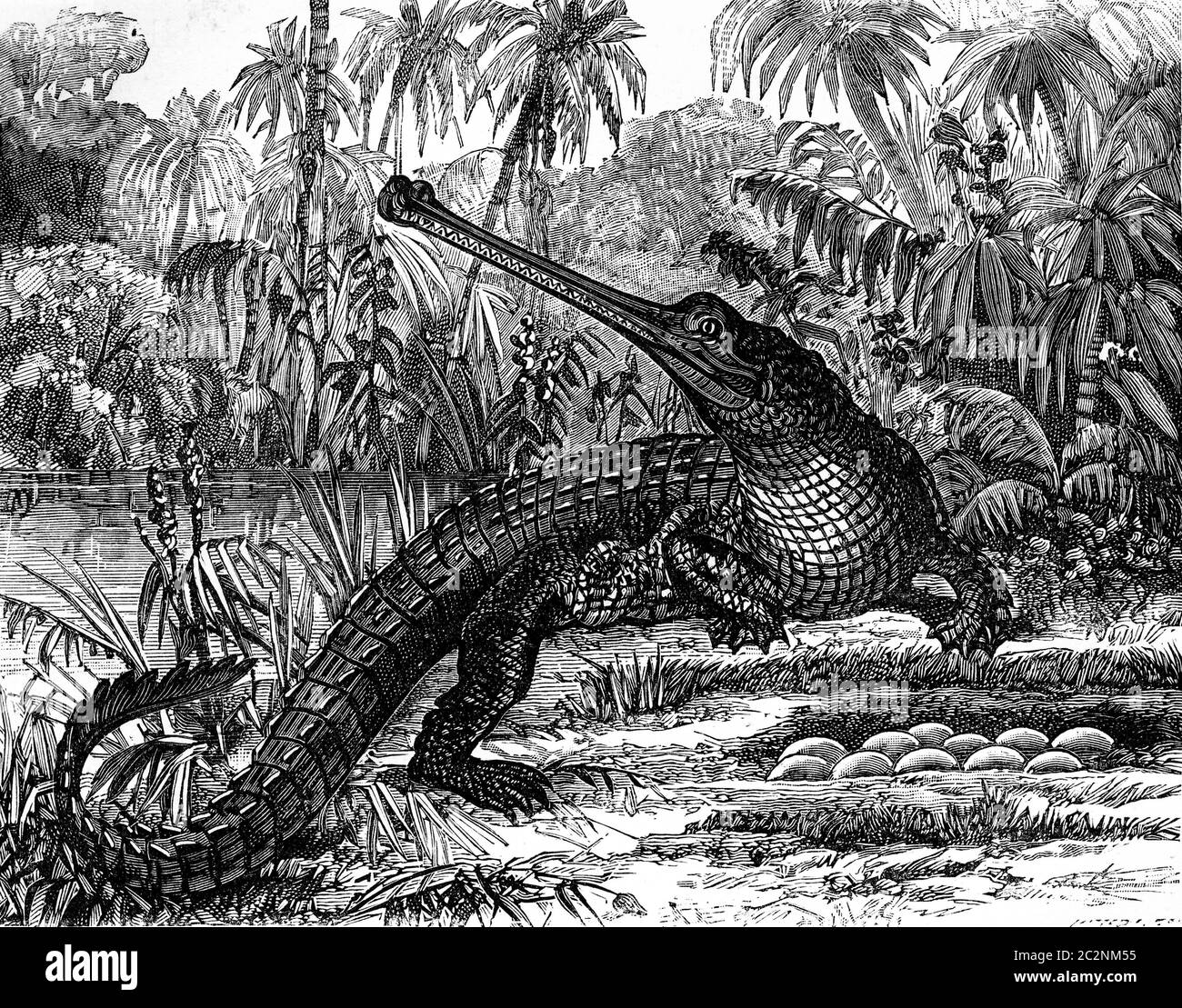 Viviparous generation comes from oviparous generation. Oviparous quadrupeds, Crocodiles and eggs, vintage engraved illustration. Earth before man – 18 Stock Photo