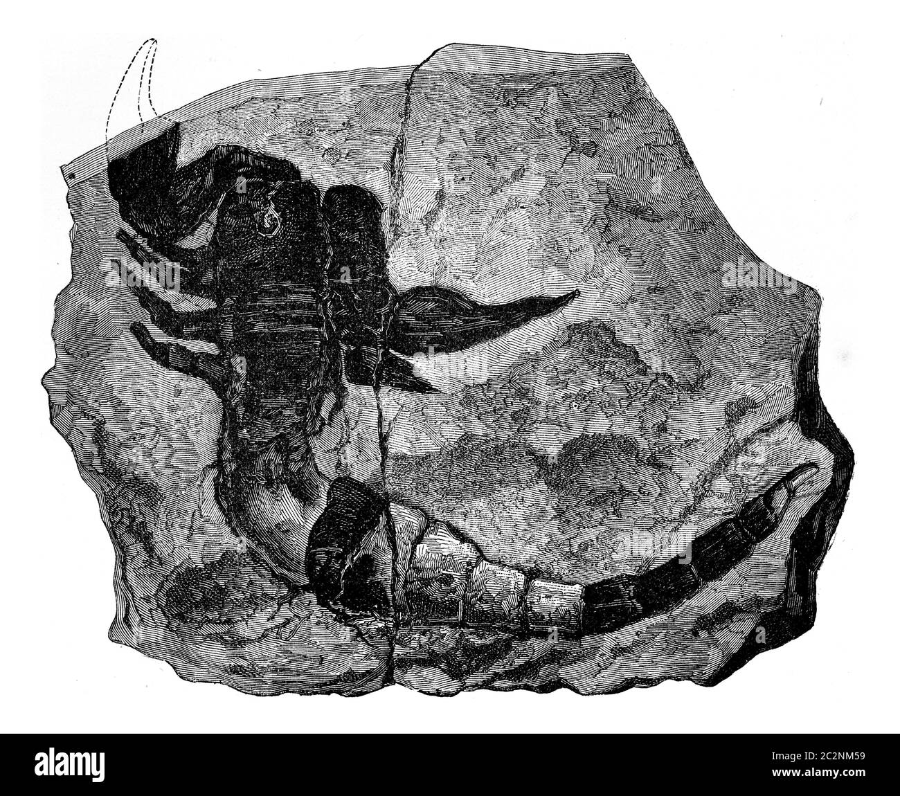 The oldest known land animal. Scorpion fossil found in 1884 in the Silurian, vintage engraved illustration. Earth before man – 1886. Stock Photo