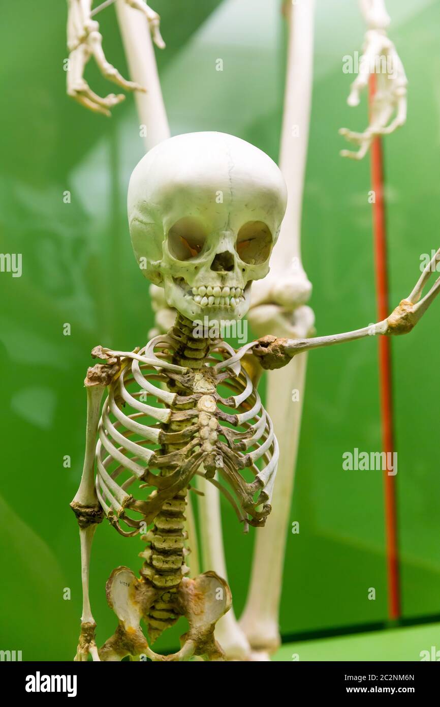 Closeup of baby skeleton in museum isolated on green background