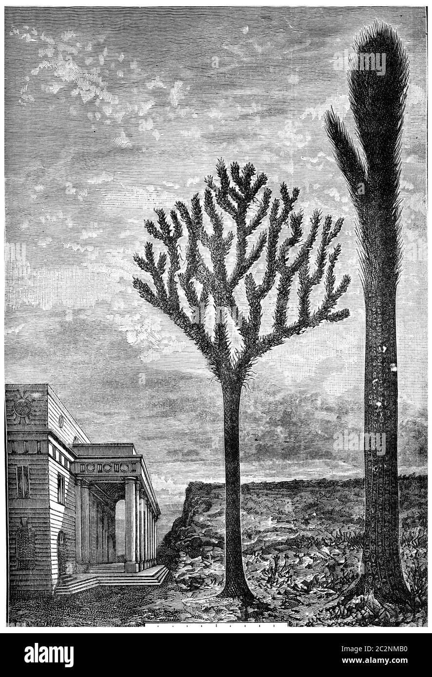 Resurrected today, these giant trees will make a strange figure, vintage engraved illustration. Earth before man – 1886. Stock Photo