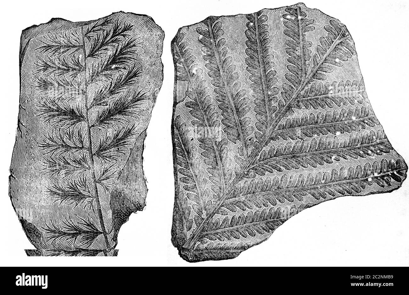 Palm fossil ferns. (Sphenopteris acutiloba, Callipteris conferta), vintage engraved illustration. Earth before man – 1886. Stock Photo