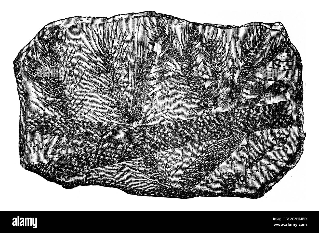 Fossil Lepidodendron branches, vintage engraved illustration. Earth before man – 1886. Stock Photo