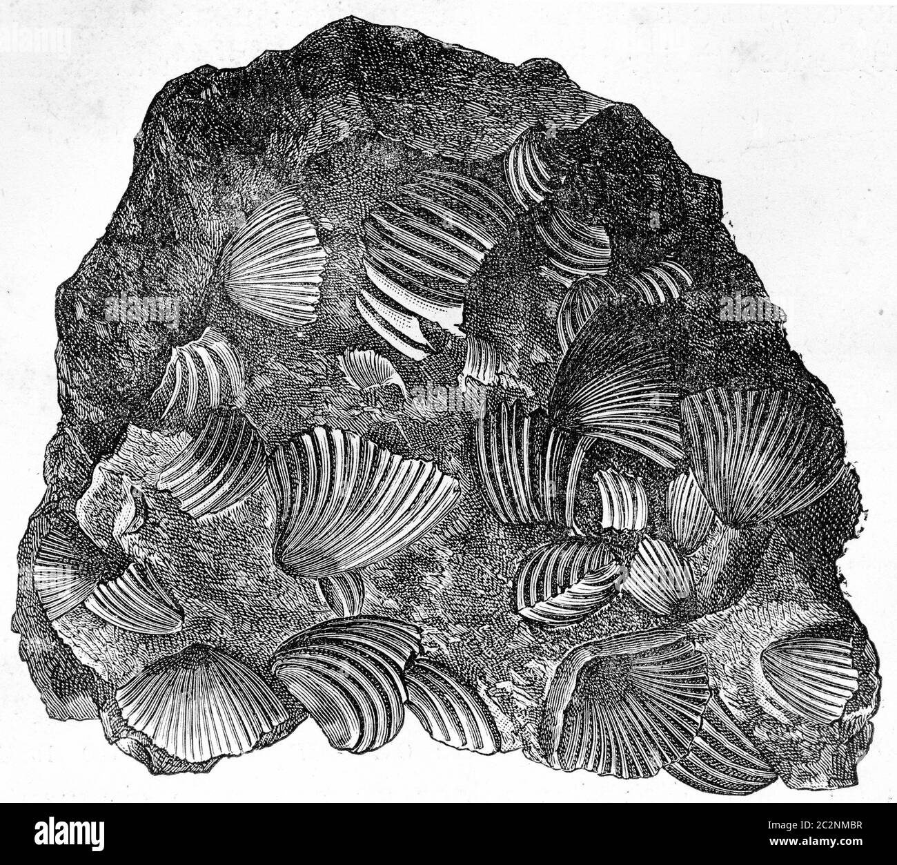 Frame fragment consisting only of rhynchonelle agglomerated, vintage engraved illustration. Earth before man – 1886. Stock Photo