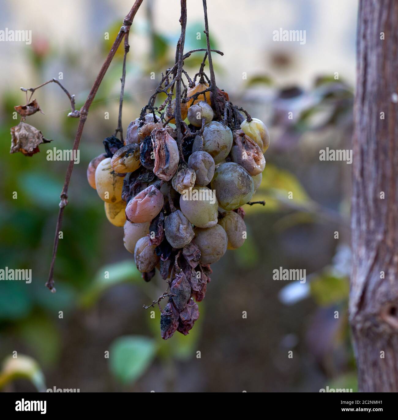 bunch of grapes with decaying berries from disease, close up Stock ...