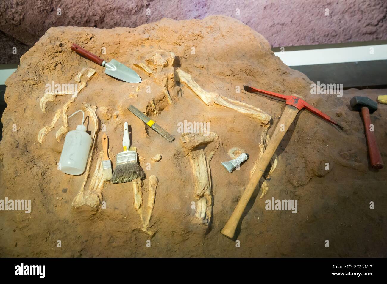 Skeleton and archaeological tools around. Archeology and paleontology concept. Stock Photo
