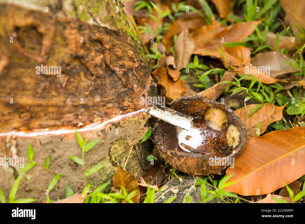 Tree Milkissue Rubber tree with milk droping in a pot closeup view. Ceylon tropical ...
