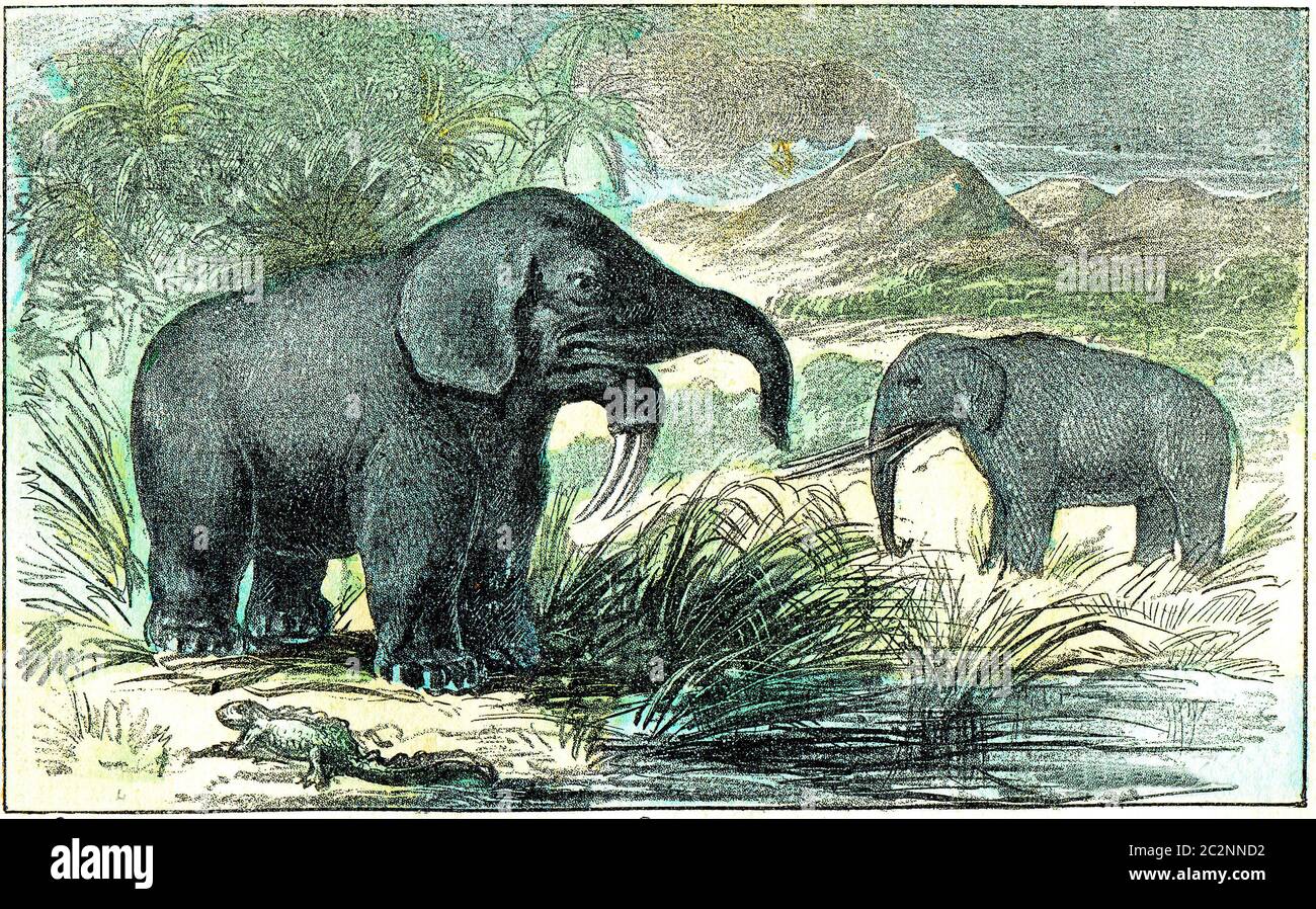 Deinotherium with offspring. Deinotherium was an enormous land mammal that  lived in Asia, Africa and Europe during the Miocene to Pleistocene Periods  Poster Print - Item # VARPSTCFR200653P - Posterazzi