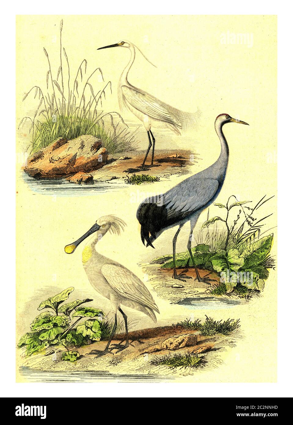 The egret, the crane, the spatuletail, vintage engraved illustration. From Buffon Complete Work. Stock Photo