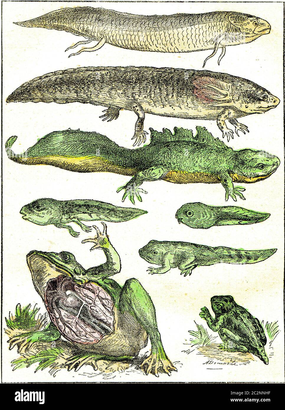 Transition from fish to amphibians, vintage engraved illustration. From