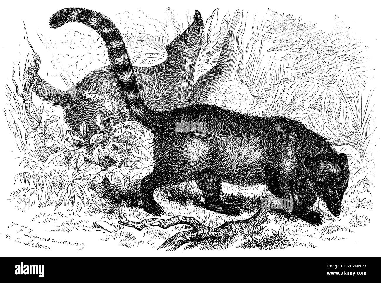coati / Nasua nasua / Nasenbär (zoology book, 1870) Stock Photo