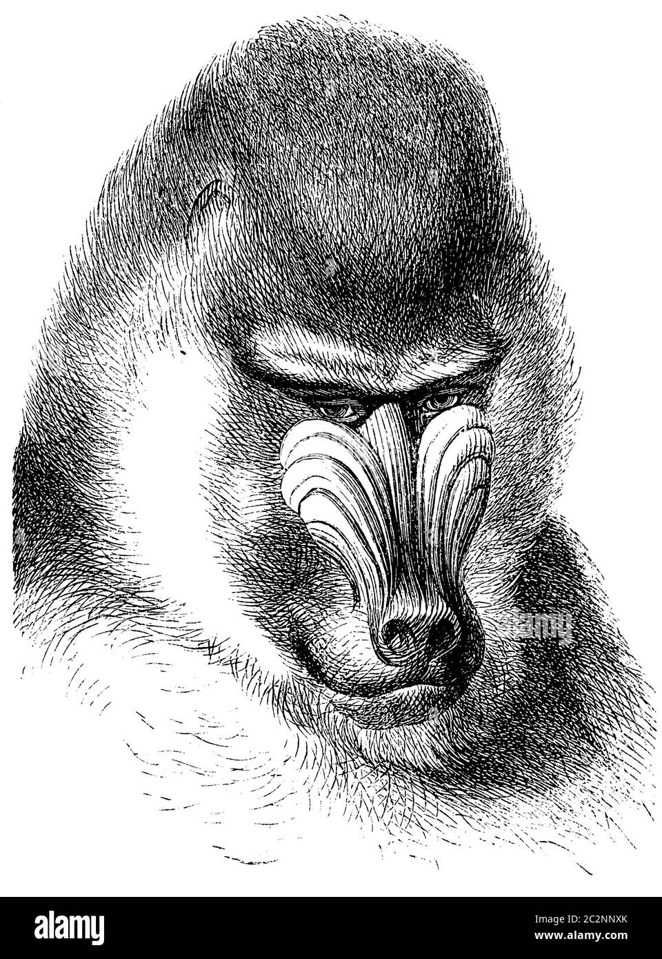mandrill / Mandrillus sphinx / Mandrill (zoology book, 1882) Stock Photo