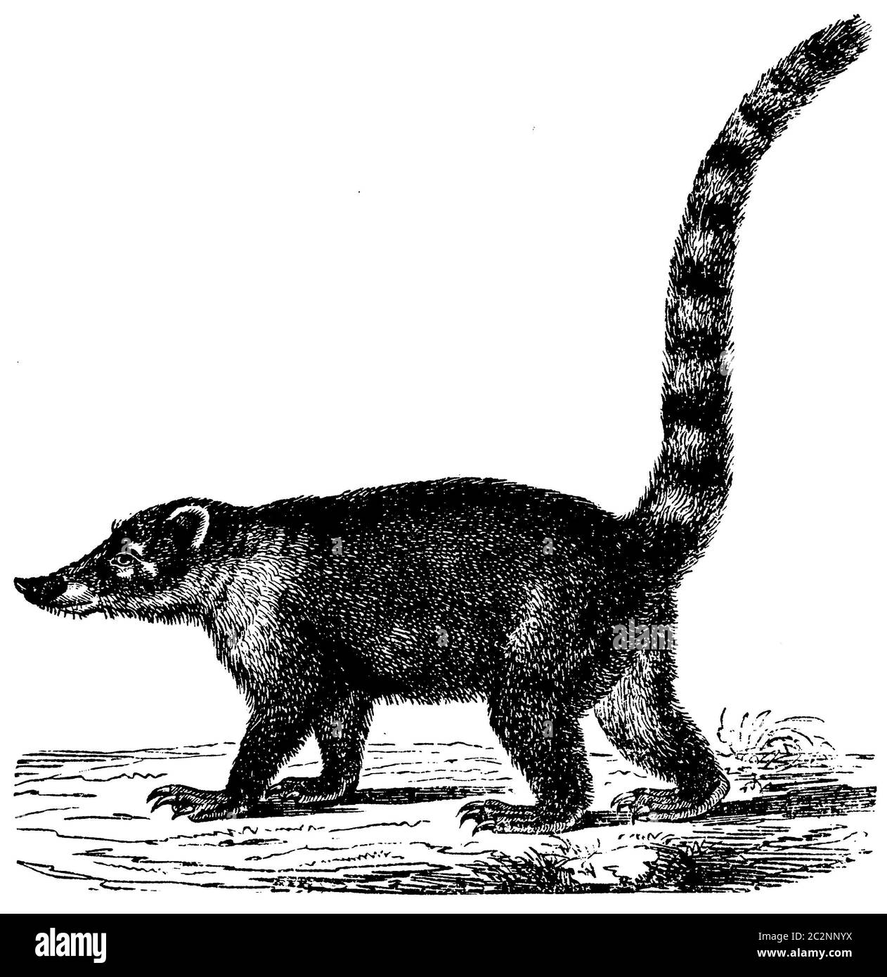 coati / Nasua nasua / Nasenbär (zoology book, 1882) Stock Photo