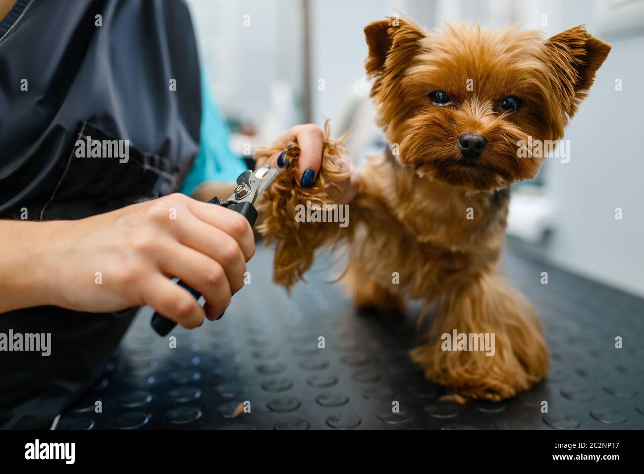 small animal groomer