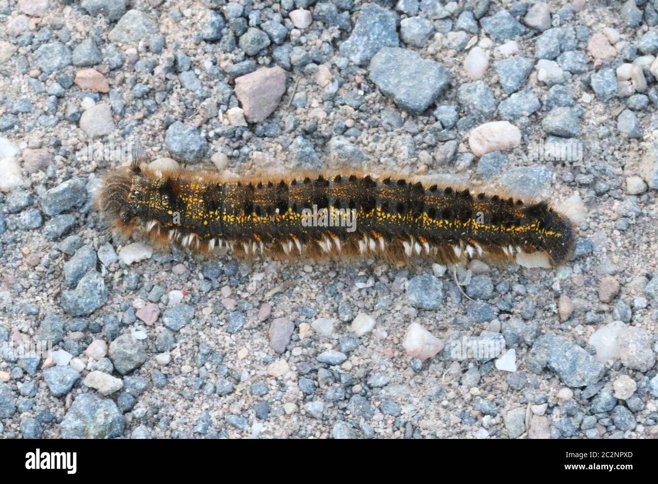 the larval stage of the Drinker moth (Euthrix potatoria), taken at Hunterston in Ayrshire. Stock Photo