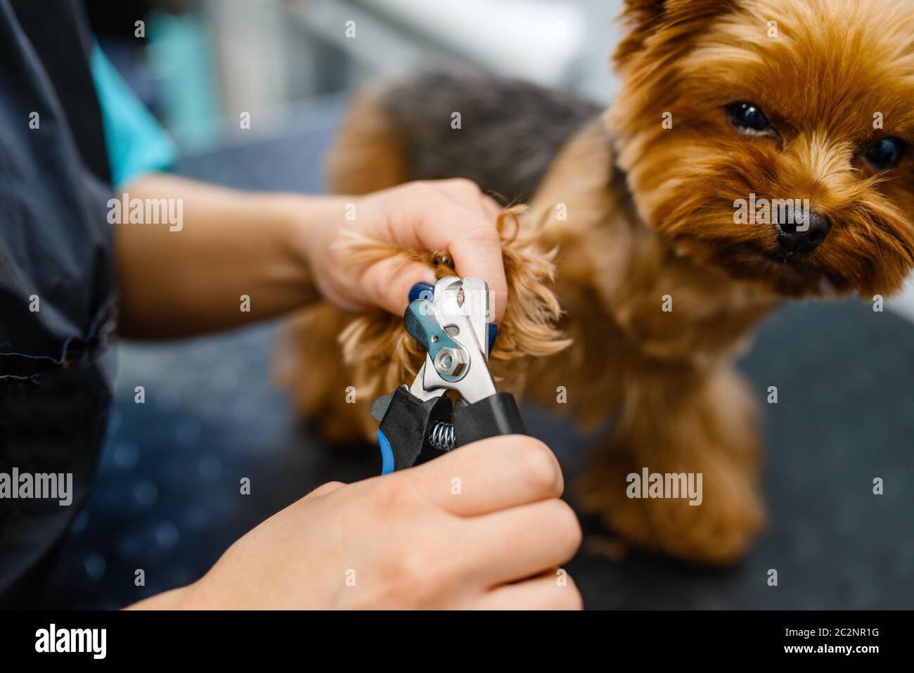 small animal groomer