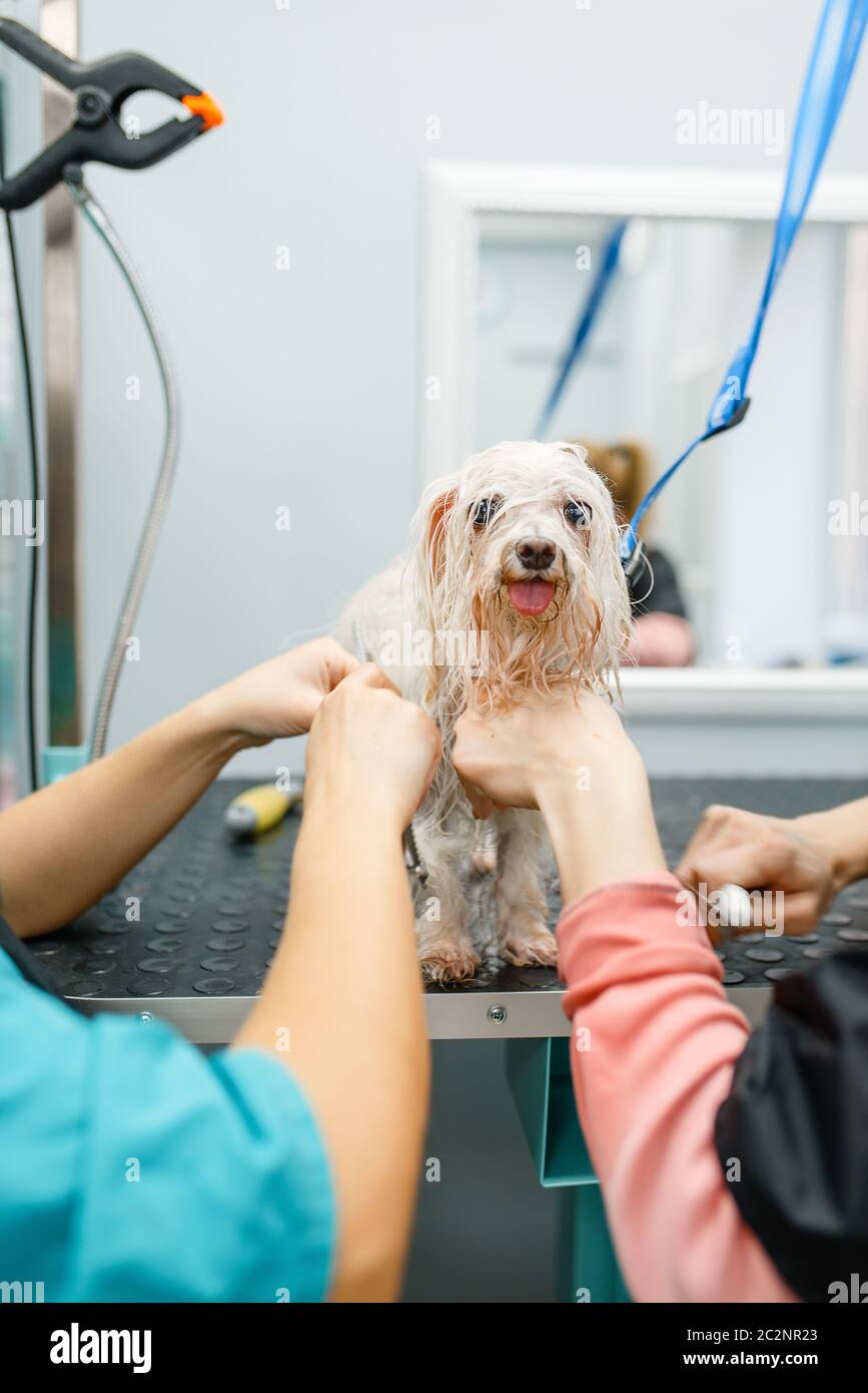 Cleaning a hotsell dog grooming salon
