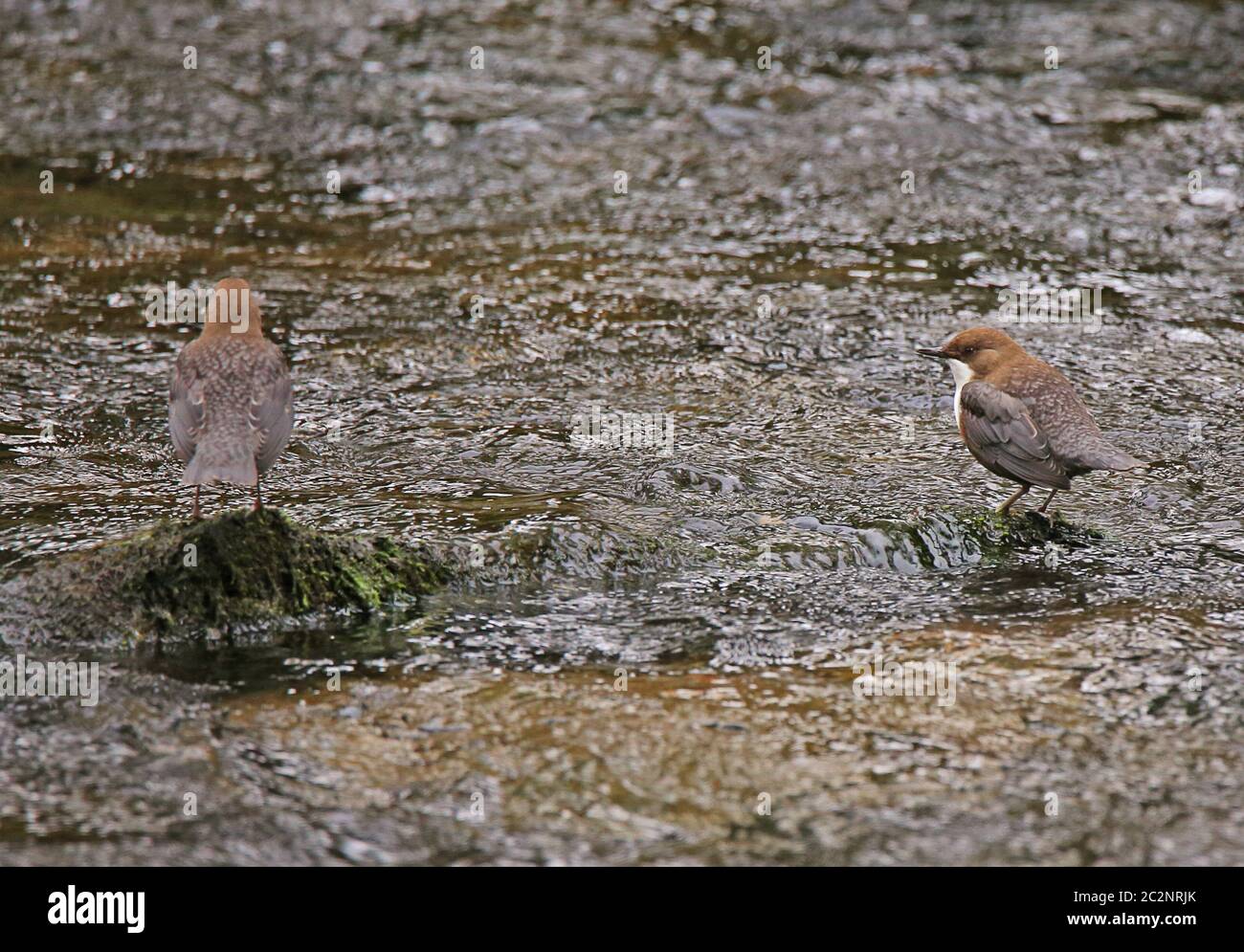 Two water-seedcins Cinclus cinclus in the Dreisam in Freiburg Stock Photo