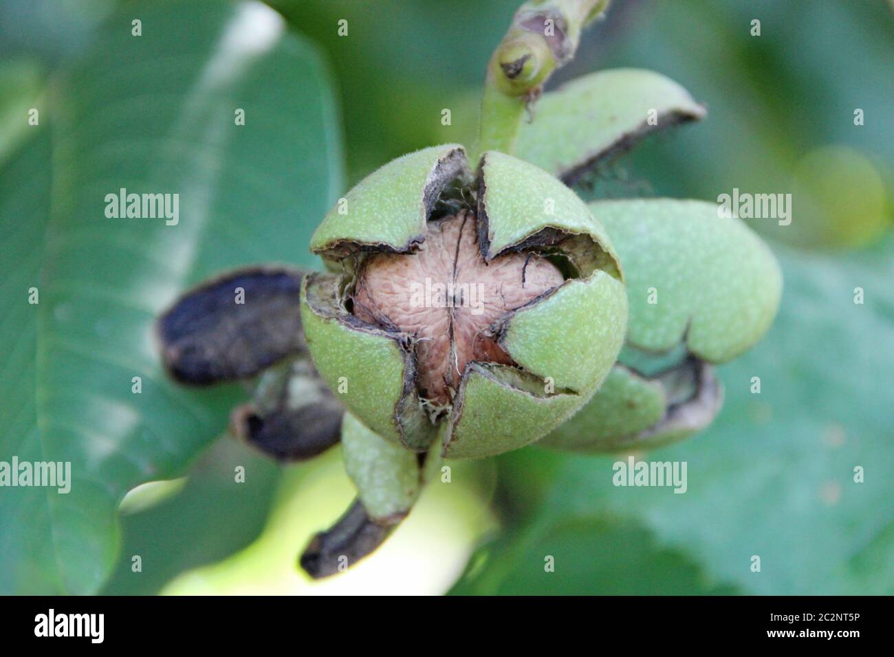 Juglans regia fruit ripening among green foliage on tree. Nut growing on tree branch Stock Photo