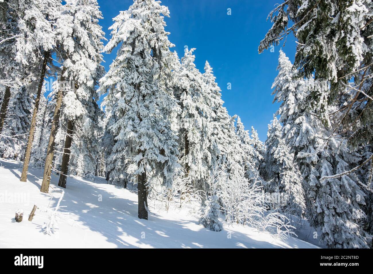 Winter with snow in the Giant Mountains, Czech Republic. Stock Photo