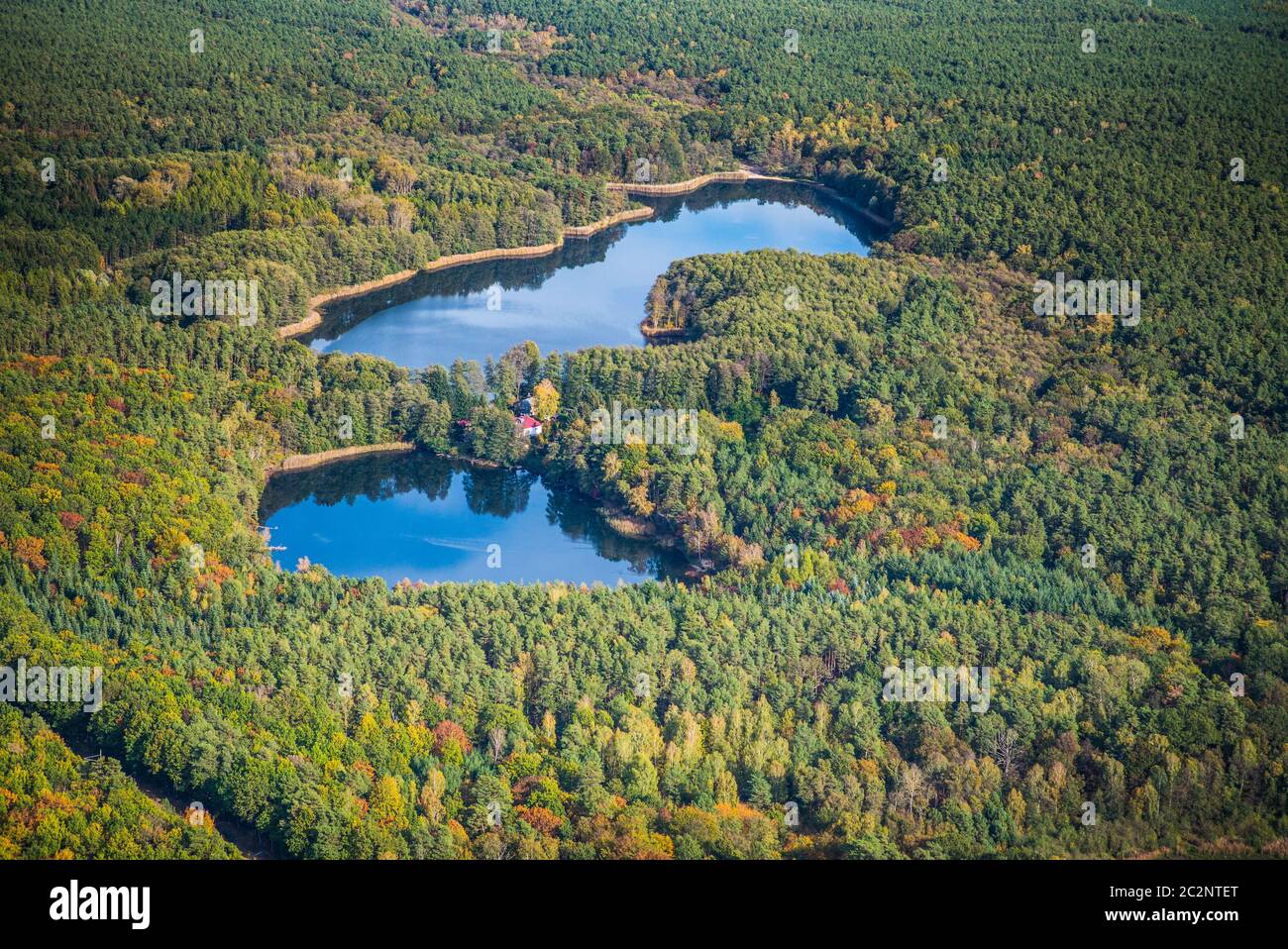 two lakes embedded in a big forest in early autumn Stock Photo - Alamy