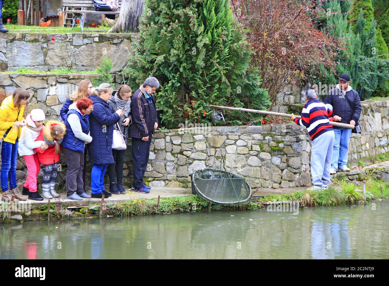 Man catching trout by nettle in pond. Fish farming. People watching man catching fish Stock Photo