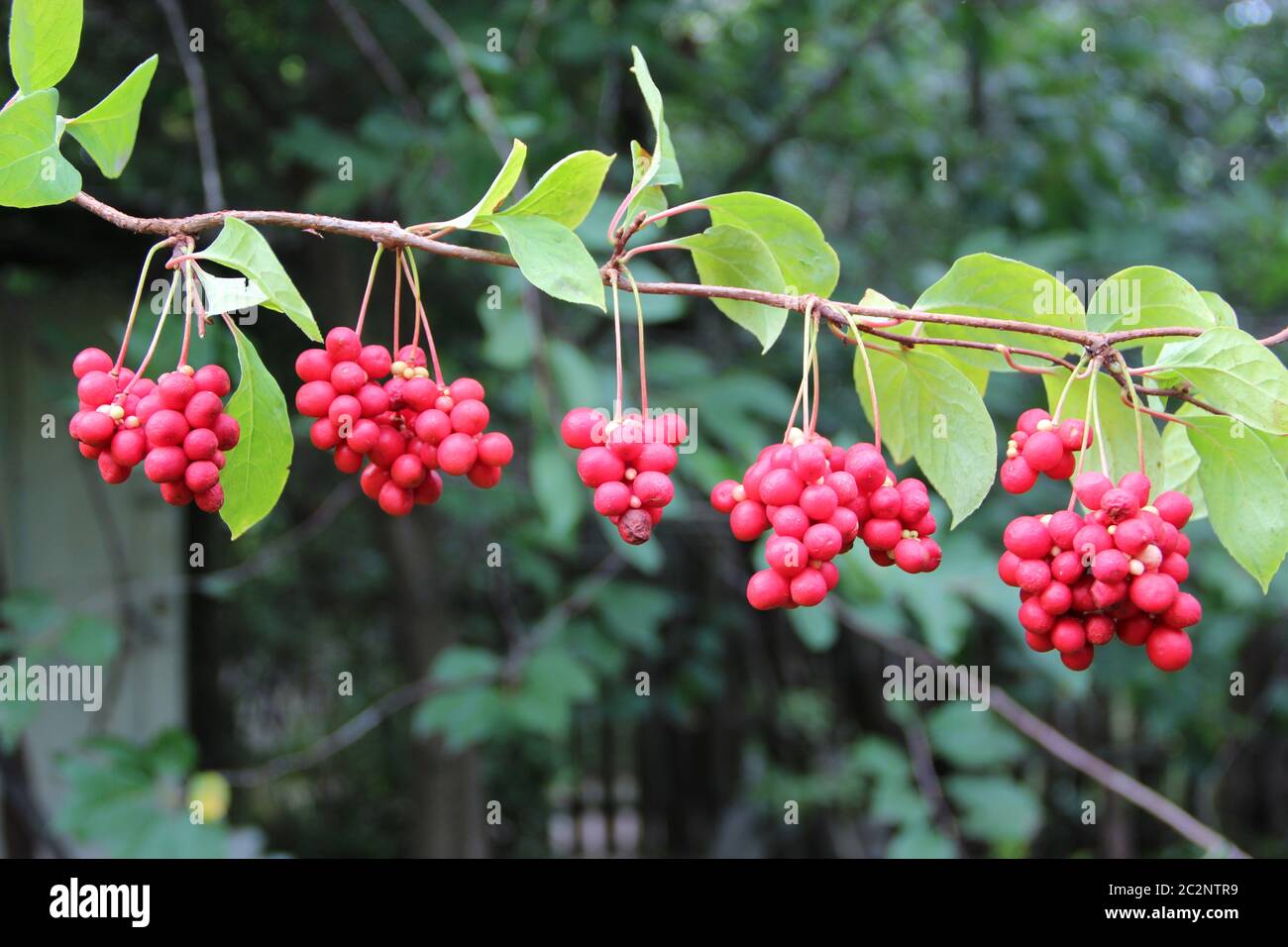 Ripe fruits of red schizandra with green leaves. Clusters of ripe schizandra Stock Photo