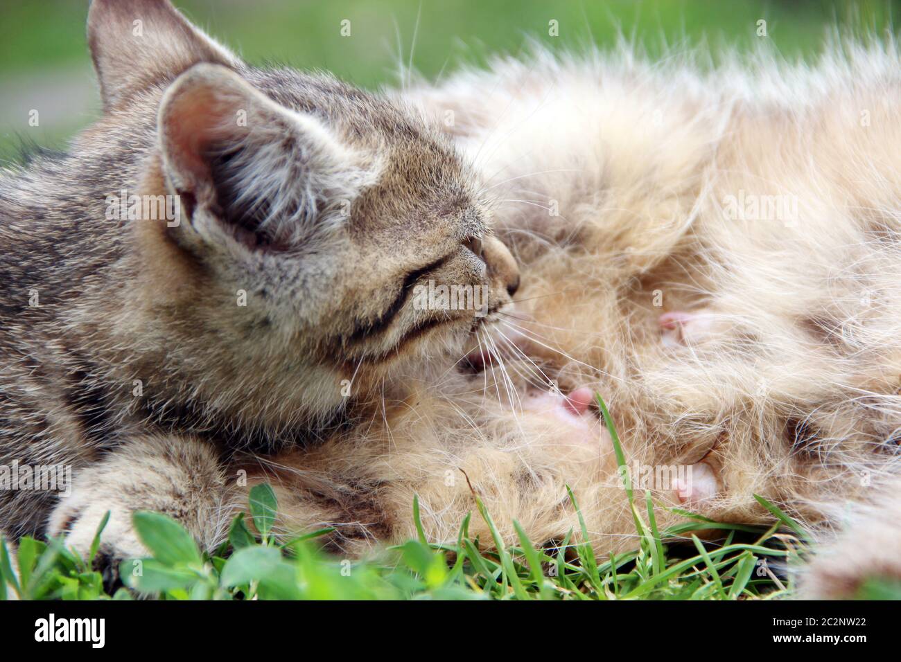 Gray kitten sucking milk from mother cat laying on green grass close up. Little kitten sucking milk Stock Photo