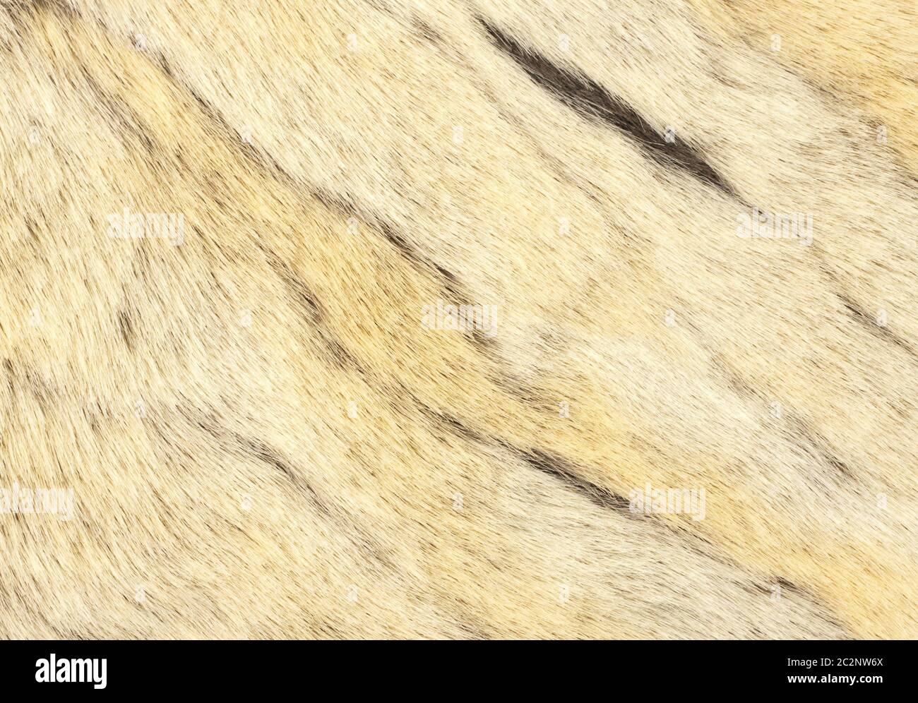 Animals soft fur texture hi-res stock photography and images - Alamy
