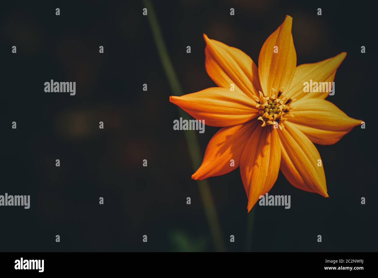 Marigold flower against a dark background showing the concept of Floral Spring theme Stock Photo