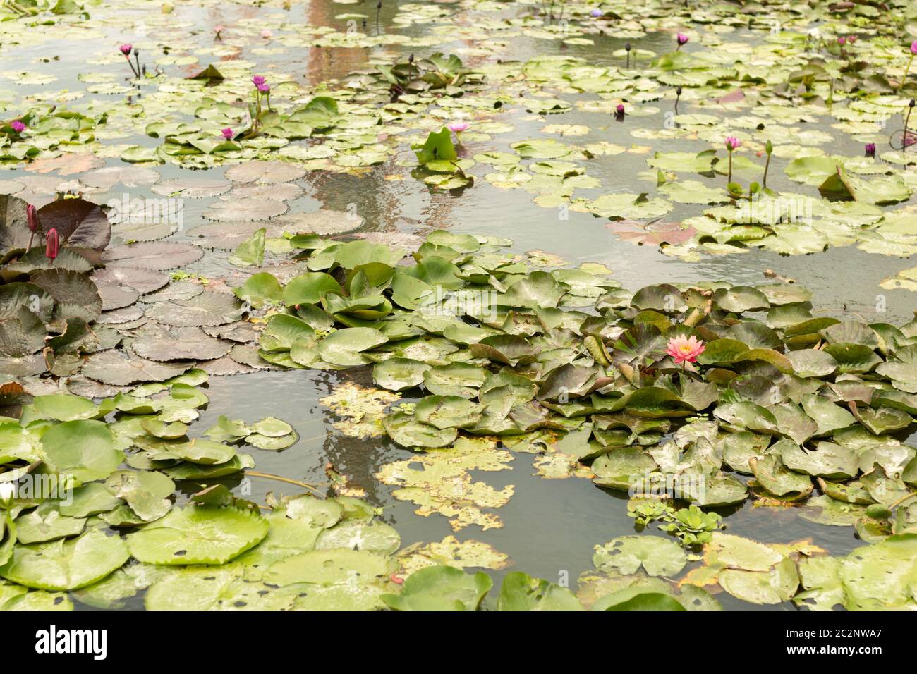Colorful water lily hi-res stock photography and images - Alamy