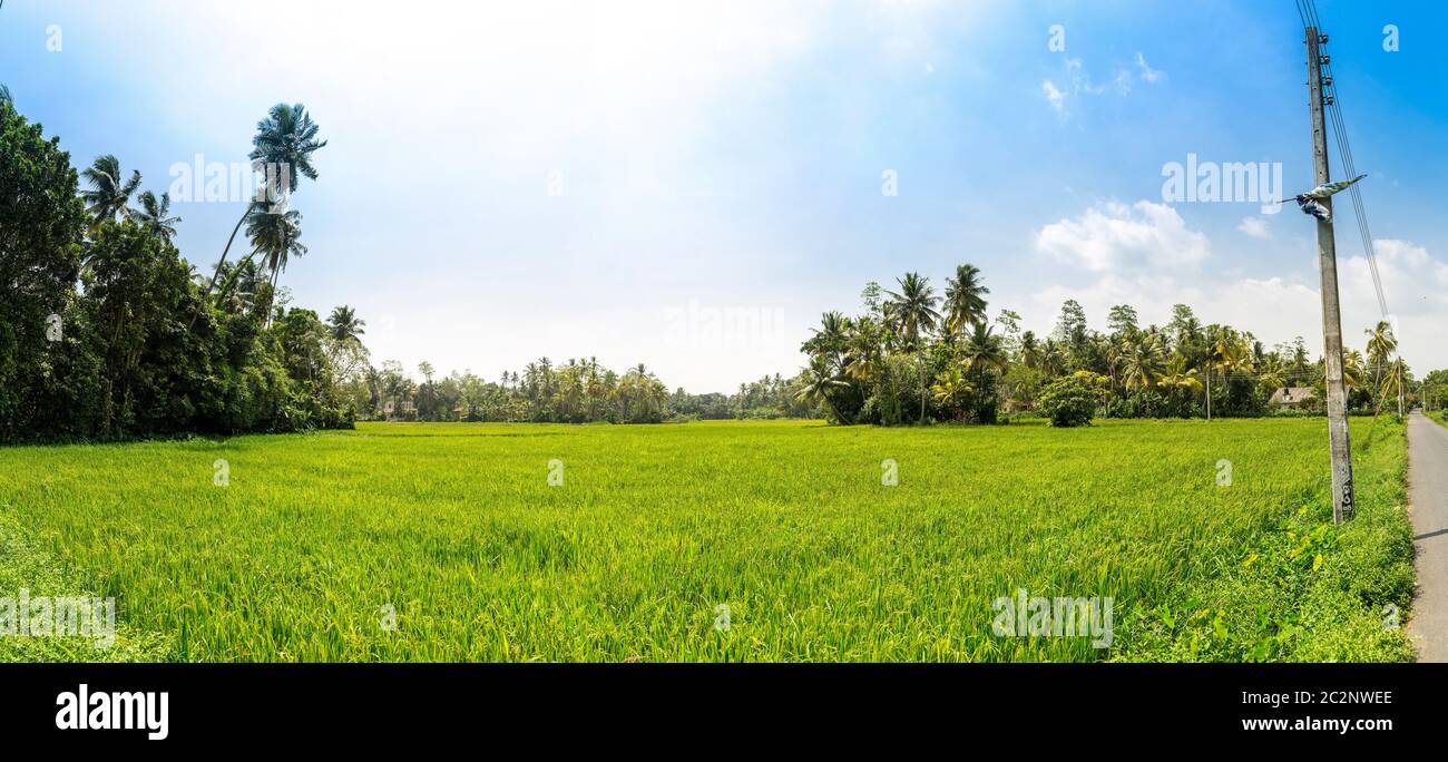 Rice field in Sri lanka panorama view. Ceylon paddy plantation panoramic shoot. Asian food Stock Photo