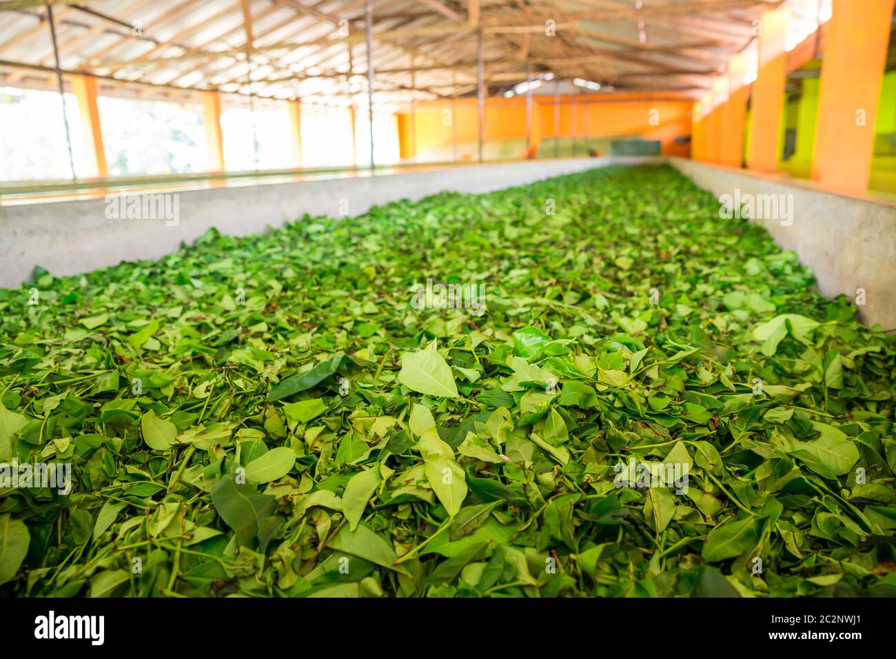 Ceylon tea leaves drying process. Sri Lanka factory Stock Photo