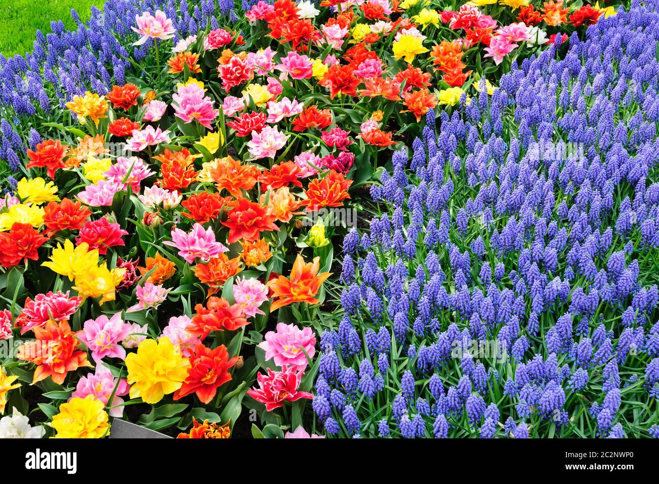 Tulip fields in Netherlands Stock Photo