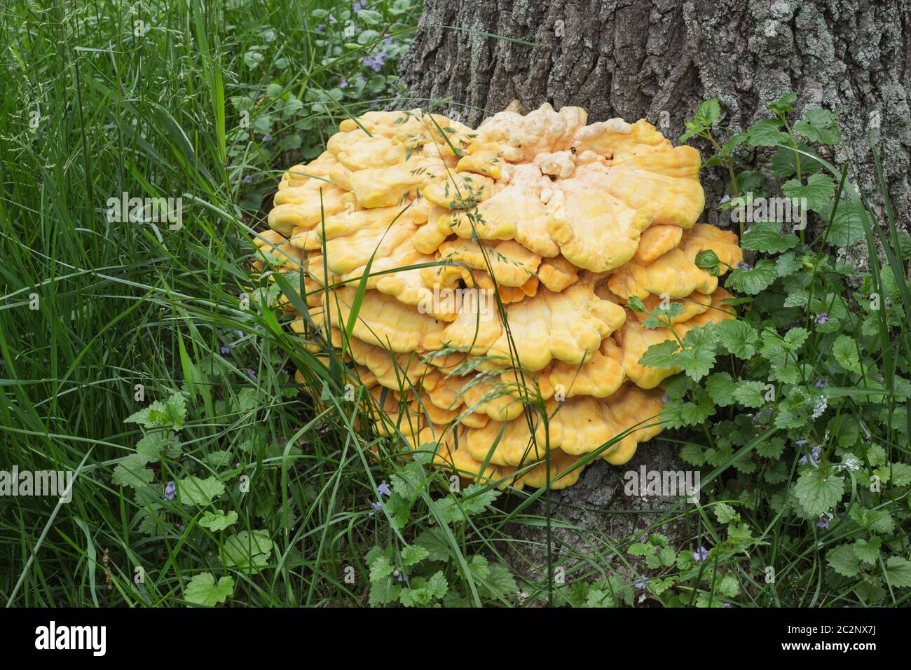 Tinder fungus on oak bark Stock Photo