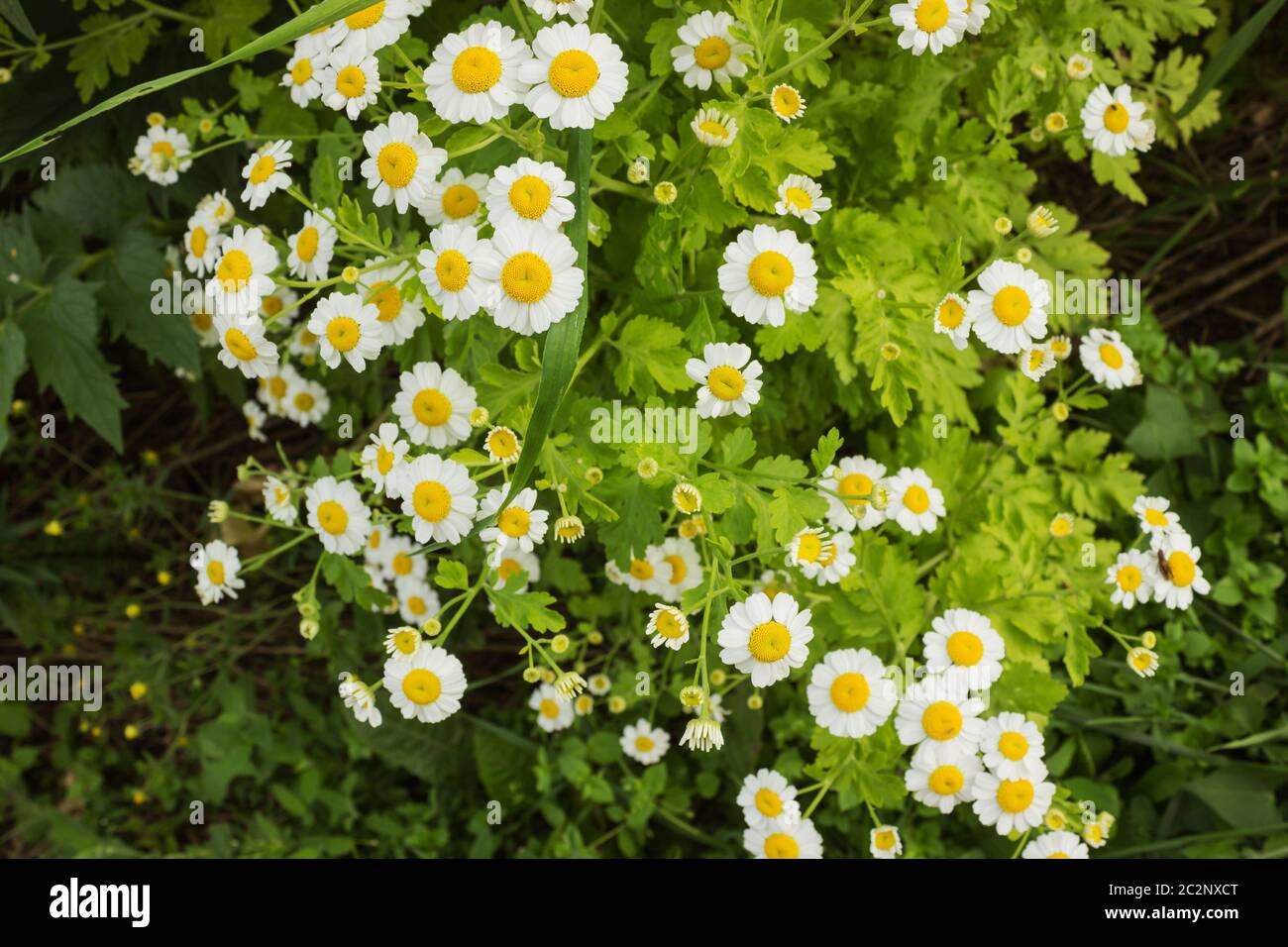 Small white chrysanthemum hi-res stock photography and images - Alamy