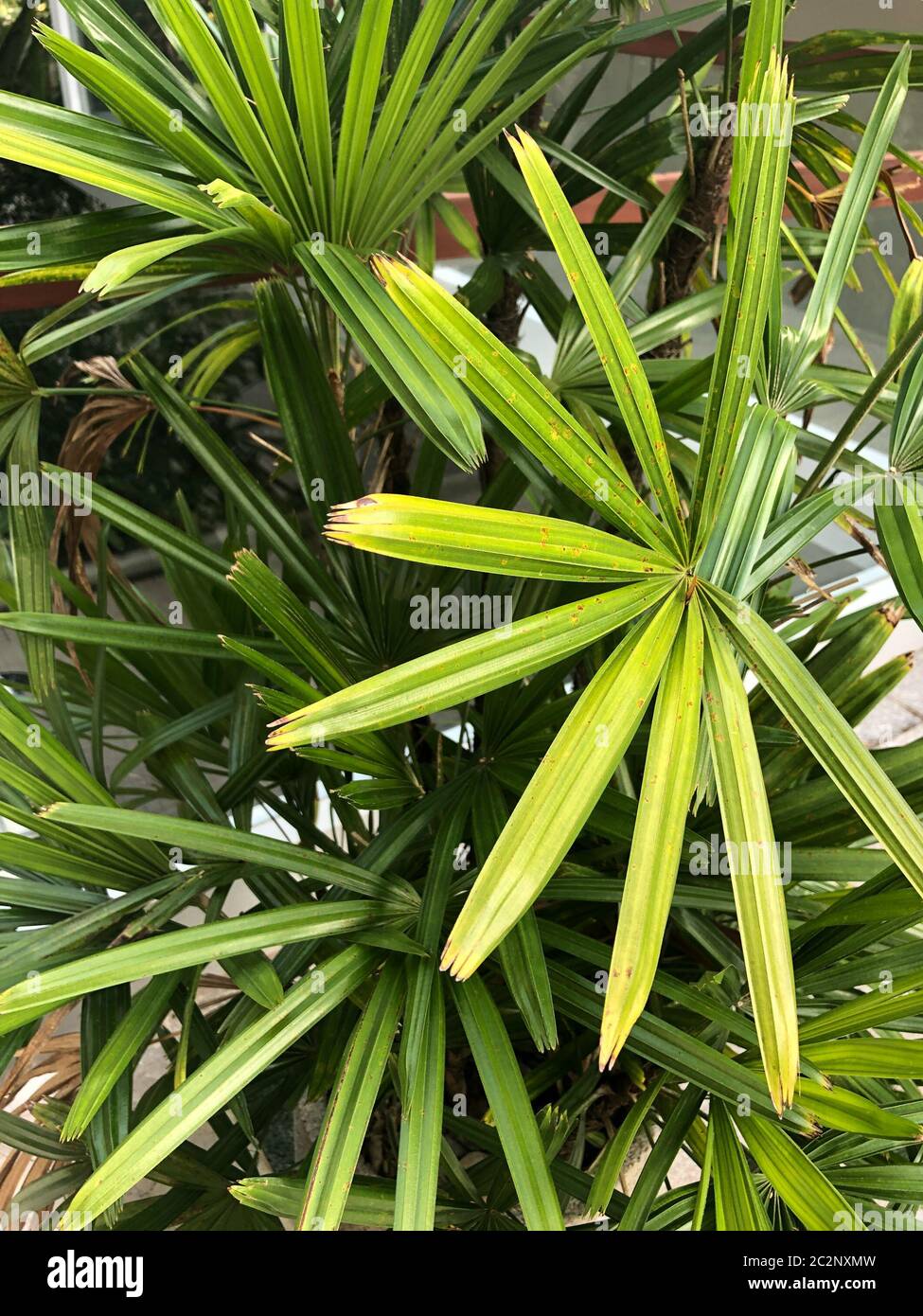 Jungle plants cut out hi-res stock photography and images - Alamy
